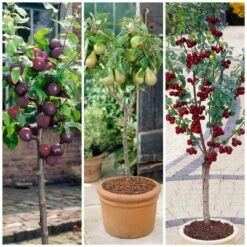 Award Winning Patio Fruit Tree Collection | Cherry, Pear & Plum | Growers' Choice