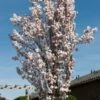 White Columnar Cherry Blossom Tree | Prunus 'Spire' 2 White Columnar Cherry Blossom Tree | Prunus 'Spire' -Soft Fruit Paradise gaar00399 spire