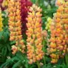 Lupin West Country Gladiator 1 Lupin West Country Gladiator -Soft Fruit Paradise gladiator 1