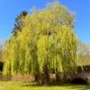 Golden Weeping Willow Tree | Salix Chrysocoma 1 Golden Weeping Willow Tree | Salix Chrysocoma -Soft Fruit Paradise golden weeping willows