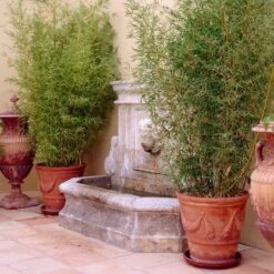 Golden Bamboo | Phyllostachys Aurea 12 Golden Bamboo | Phyllostachys Aurea -Soft Fruit Paradise goldenbamboo 5