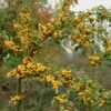 'Golden Hornet' Crabapple Tree 1 'Golden Hornet' Crabapple Tree -Soft Fruit Paradise goldenhornet