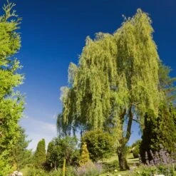 Golden Weeping Willow Tree | Salix Chrysocoma -Soft Fruit Paradise goldenweeping1