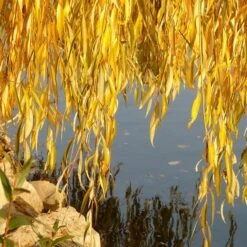 Golden Weeping Willow Tree | Salix Chrysocoma -Soft Fruit Paradise goldenweepingautumn