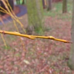 Golden Weeping Willow Tree | Salix Chrysocoma -Soft Fruit Paradise goldenweepingbranch