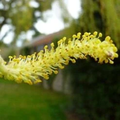 Golden Weeping Willow Tree | Salix Chrysocoma -Soft Fruit Paradise goldenweepingcatkin