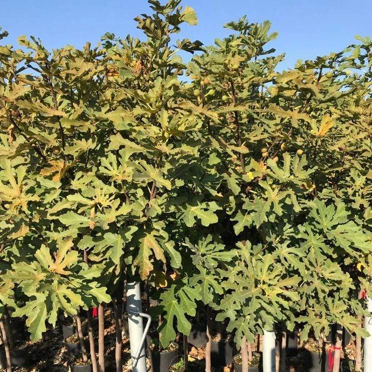 Ice Crystal Fig Tree 4 Ice Crystal Fig Tree - Image 2