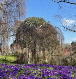 Weeping Silver Birch Tree | Betula Pendula Youngii 8 Weeping Silver Birch Tree | Betula Pendula Youngii -Soft Fruit Paradise image