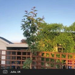 Japanese Cherry Blossom Tree | Prunus Serrulata 'Kanzan' -Soft Fruit Paradise japanese cherry blossom