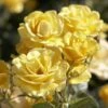 'Joyful Sunshine' Hybrid Tea Rose 1 'Joyful Sunshine' Hybrid Tea Rose -Soft Fruit Paradise jope04100 joyful sunshine