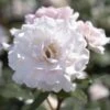 'A Whiter Shade Of Pale' Hybrid Tea Rose -Soft Fruit Paradise jope04158 shade of pale