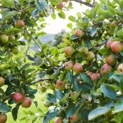 'Kidd's Orange Pippin' Apple Tree -Soft Fruit Paradise kiddsorange 2