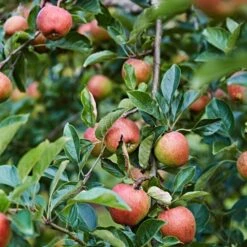'Kidd's Orange Pippin' Apple Tree -Soft Fruit Paradise kiddsorange 3