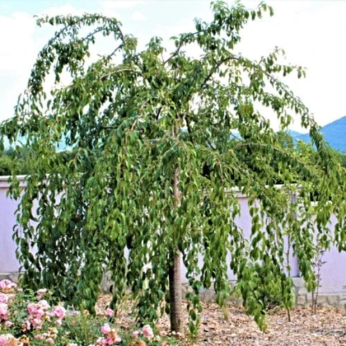 Cheal's Weeping Cherry Blossom Tree | Prunus Kiku Shidare Zakura 4 Cheal's Weeping Cherry Blossom Tree | Prunus Kiku Shidare Zakura - Image 2