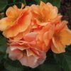 'Together Forever' Floribunda Rose 1 'Together Forever' Floribunda Rose -Soft Fruit Paradise kose01299 together forever