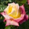 'Love And Peace' Hybrid Tea Rose 1 'Love And Peace' Hybrid Tea Rose -Soft Fruit Paradise lage00913 love peace