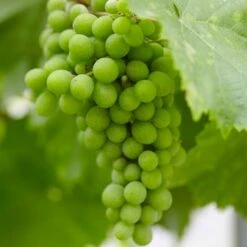 'Lakemont' Seedless Outdoor Grape Vine 6 'Lakemont' Seedless Outdoor Grape Vine -Soft Fruit Paradise lakemont1
