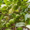 Lime Tree | Lime Of Tahiti | Grafted Mini-Stem 2 Lime Tree | Lime Of Tahiti | Grafted Mini-Stem -Soft Fruit Paradise limetree1