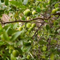 Lime Tree | Lime Of Tahiti | Grafted Mini-Stem -Soft Fruit Paradise limetree3