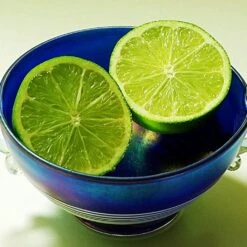 Lime Tree | Lime Of Tahiti | Grafted Mini-Stem -Soft Fruit Paradise limetree4