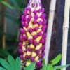 Lupin West Country Manhattan Lights 2 Lupin West Country Manhattan Lights -Soft Fruit Paradise manhattan 1