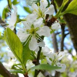 Mirabelle De Nancy Plum Tree -Soft Fruit Paradise mirabelle de nancy flower