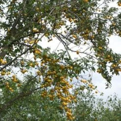 Mirabelle De Nancy Plum Tree -Soft Fruit Paradise mirabelle de nancy trees