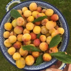 Mirabelle De Nancy Plum Tree -Soft Fruit Paradise mirabelledenancy