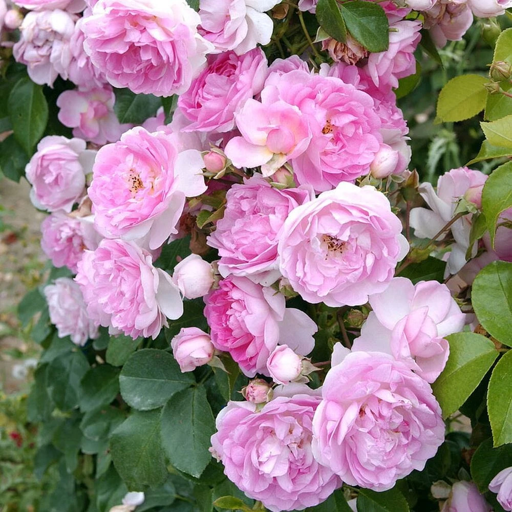 'Jasmina' Climbing Rose 4 'Jasmina' Climbing Rose - Image 2