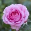 'Mum In A Million' Hybrid Tea Rose -Soft Fruit Paradise moja03954 mum in a million