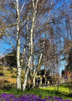 Silver Birch Tree | Betula Pendula -Soft Fruit Paradise new silver birch2