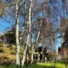 Silver Birch Tree | Betula Pendula 1 Silver Birch Tree | Betula Pendula -Soft Fruit Paradise new silver birch2 d715810e 9dad 4384 9c3b 56385588c32a