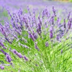 English Lavender | Lavandula Angustifolia 7 English Lavender | Lavandula Angustifolia -Soft Fruit Paradise oldenglish2