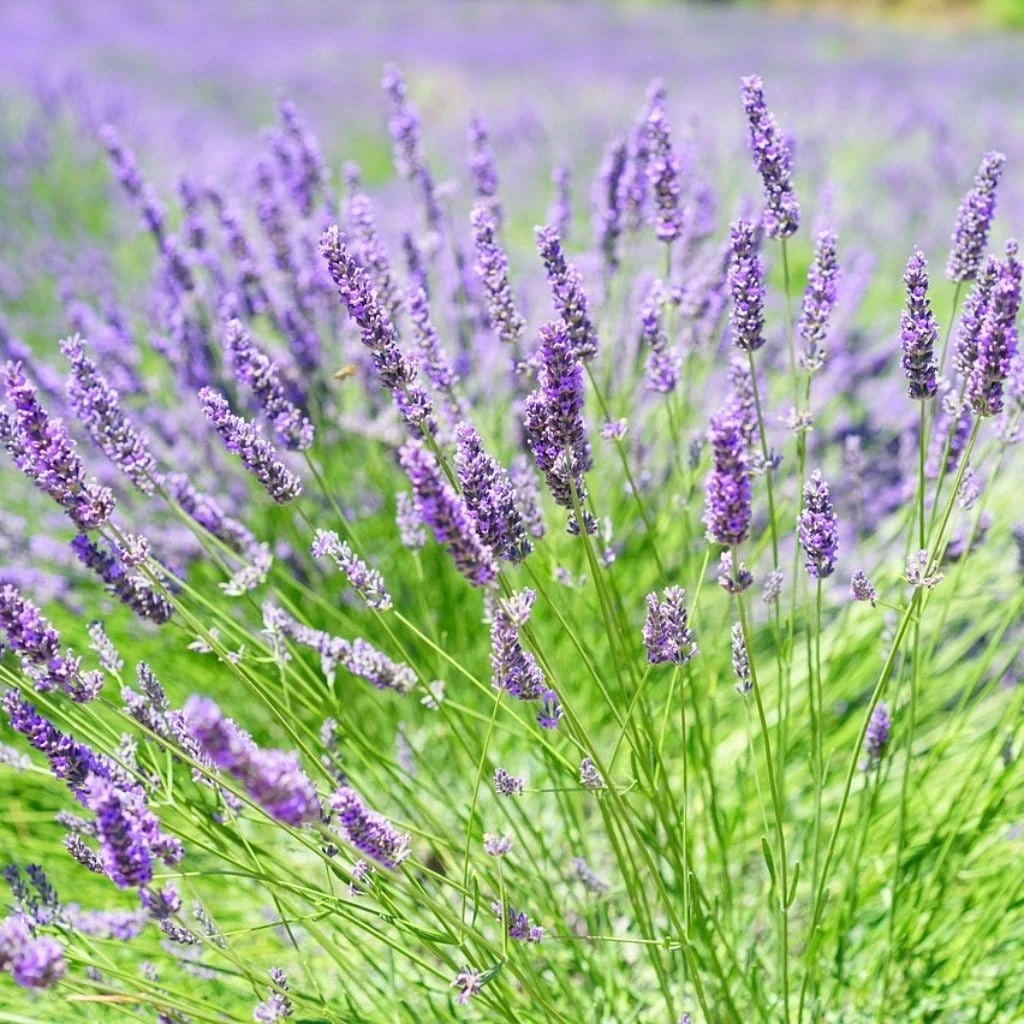 English Lavender | Lavandula Angustifolia 5 English Lavender | Lavandula Angustifolia - Image 3