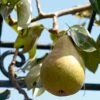 'Onward' Pear Tree 1 'Onward' Pear Tree -Soft Fruit Paradise onward 1
