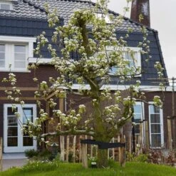 Conference Pear Tree 14 Conference Pear Tree -Soft Fruit Paradise pear add1 5012c709 f2ae 4948 a0f1 3ab9e51cd759