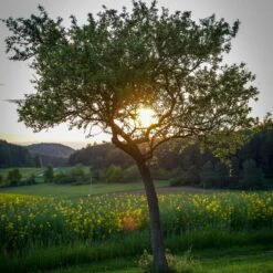 Williams Bon Chrétien Pear Tree 14 Williams Bon Chrétien Pear Tree -Soft Fruit Paradise peartree