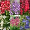 Perfect Penstemons Collection 1 Perfect Penstemons Collection -Soft Fruit Paradise penstemoncol 1