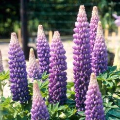 Lupin West Country Persian Slipper 13 Lupin West Country Persian Slipper -Soft Fruit Paradise persianslipper 2