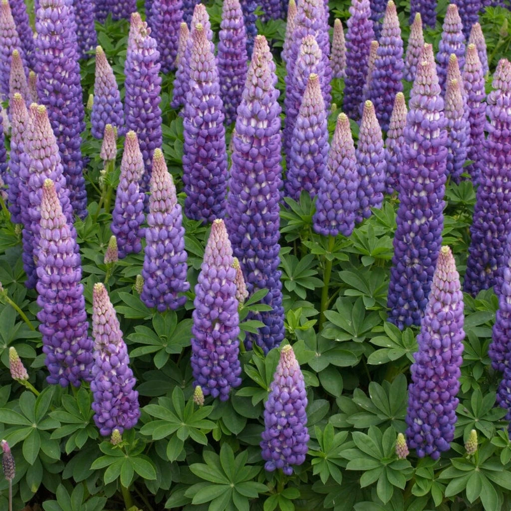 Lupin West Country Persian Slipper 4 Lupin West Country Persian Slipper - Image 2