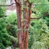 Paperbark Maple Tree | Acer Griseum -Soft Fruit Paradise phbe04468