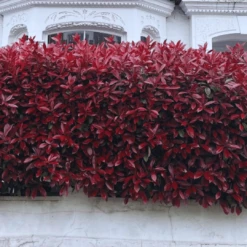 Photinia 'Red Robin' 20 Photinia 'Red Robin' -Soft Fruit Paradise photinia