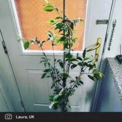 Pink Winter Flowering Cherry Tree | Prunus X Subhirtella 'Autumnalis Rosea' 10 Pink Winter Flowering Cherry Tree | Prunus X Subhirtella 'Autumnalis Rosea' -Soft Fruit Paradise pink winter flower