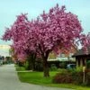 Pink Perfection Cherry Blossom Tree -Soft Fruit Paradise pinkperfectionspring