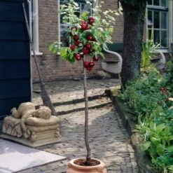 Victoria Plum Tree 14 Victoria Plum Tree -Soft Fruit Paradise plumtreepotted