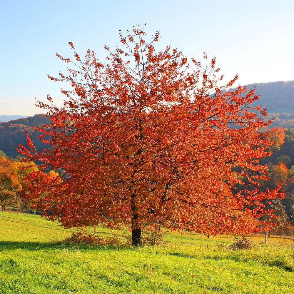 Sargent's Cherry Blossom Tree | Prunus Sargentii 3 Sargent's Cherry Blossom Tree | Prunus Sargentii