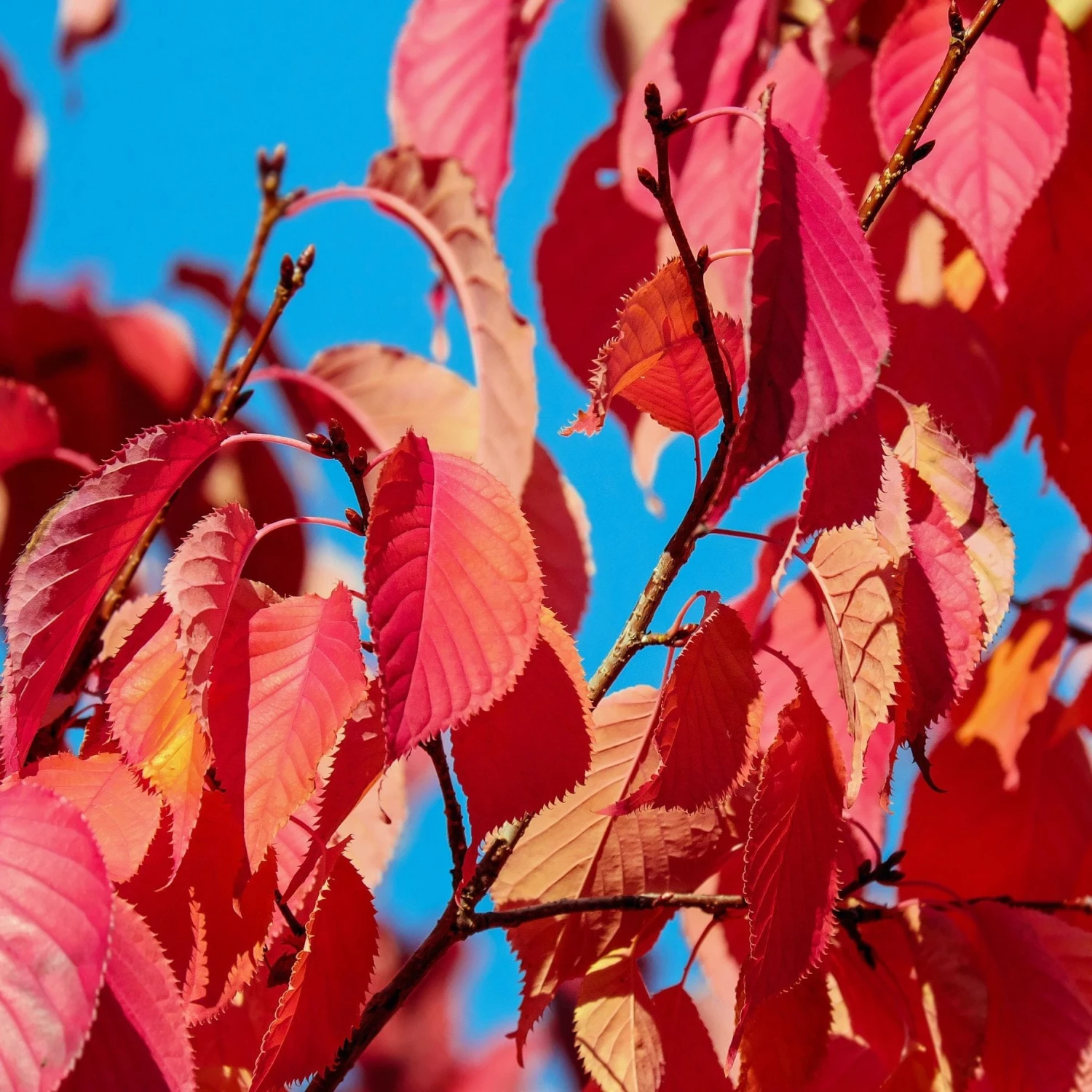 Sargent's Cherry Blossom Tree | Prunus Sargentii 5 Sargent's Cherry Blossom Tree | Prunus Sargentii - Image 3