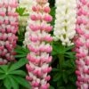 Lupin West Country Rachel De Thame 2 Lupin West Country Rachel De Thame -Soft Fruit Paradise racheldethame 1