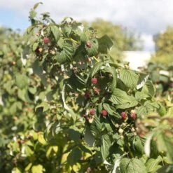 Award Winning Raspberry Canes | Growers' Choice 12 Award Winning Raspberry Canes | Growers' Choice -Soft Fruit Paradise raspberrybush