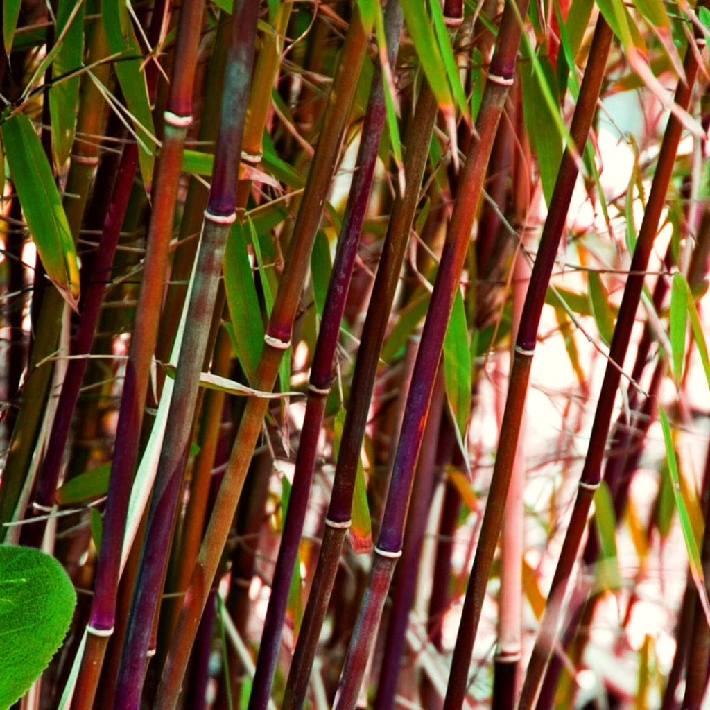 Red Bamboo | Fargesia Scabrida 'Asian Wonder' 3 Red Bamboo | Fargesia Scabrida 'Asian Wonder'